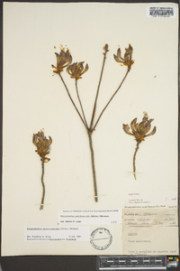 Rhododendron nudiflorum image