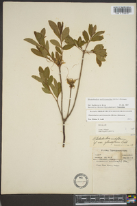 Rhododendron nudiflorum image