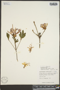 Rhododendron nudiflorum image