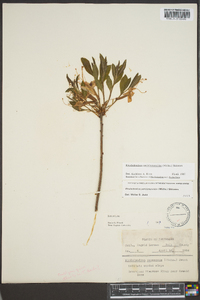 Rhododendron nudiflorum image