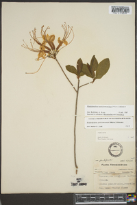 Rhododendron periclymenoides image