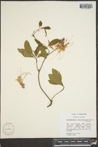 Rhododendron periclymenoides image