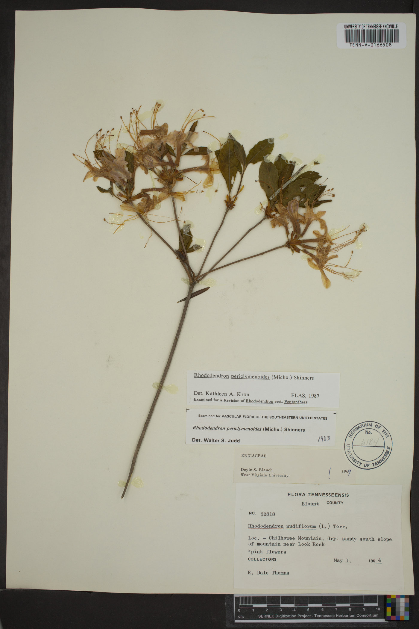 Rhododendron periclymenoides image