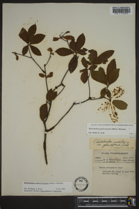 Rhododendron periclymenoides image