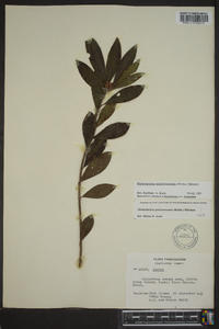 Rhododendron periclymenoides image