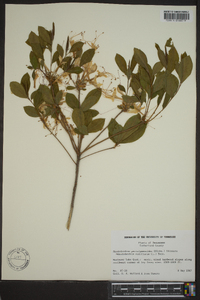 Rhododendron periclymenoides image