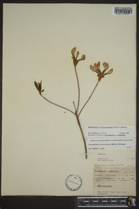 Rhododendron periclymenoides image