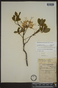 Rhododendron periclymenoides image