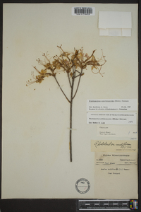 Rhododendron periclymenoides image