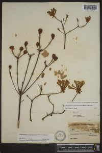 Rhododendron periclymenoides image