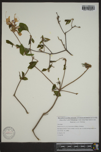 Rhododendron periclymenoides image