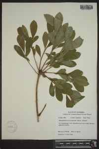 Rhododendron periclymenoides image