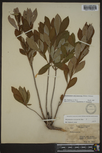 Rhododendron periclymenoides image