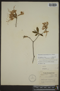 Rhododendron periclymenoides image