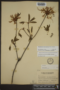 Rhododendron periclymenoides image