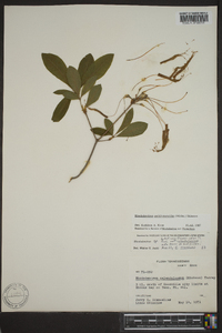 Rhododendron periclymenoides image