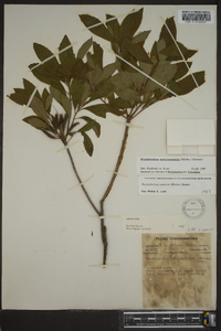 Rhododendron periclymenoides image