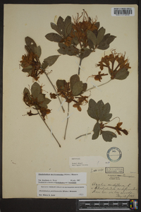 Rhododendron periclymenoides image