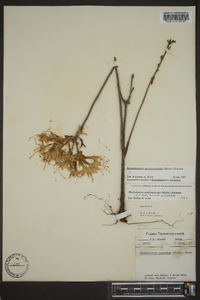 Rhododendron periclymenoides image