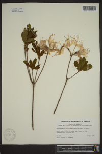 Rhododendron periclymenoides image