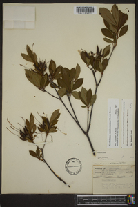 Rhododendron periclymenoides image