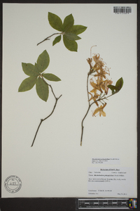 Rhododendron prinophyllum image