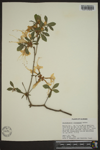 Rhododendron alabamense image