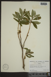 Rhododendron albiflorum image