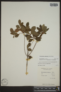 Rhododendron atlanticum image