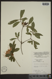 Rhododendron bakeri image