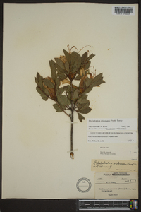 Rhododendron arborescens image