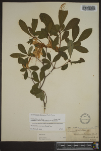 Rhododendron arborescens image