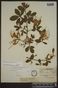 Rhododendron arborescens image