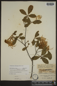 Rhododendron arborescens image