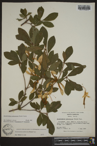 Rhododendron arborescens image