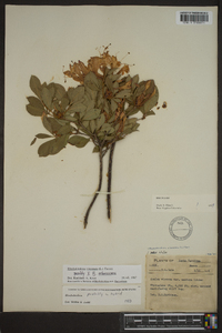 Rhododendron arborescens image