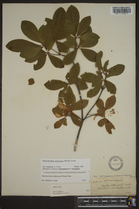 Rhododendron arborescens image