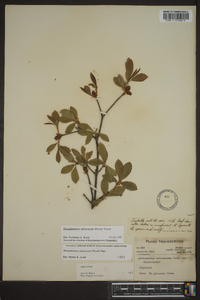 Rhododendron arborescens image