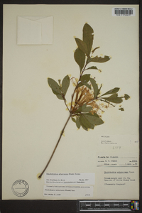 Rhododendron arborescens image