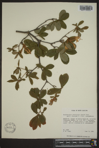 Rhododendron arborescens image