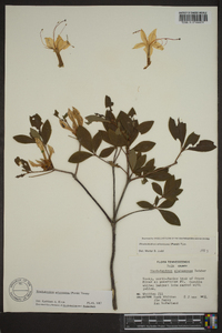 Rhododendron arborescens image