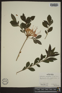 Rhododendron calendulaceum image