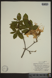 Rhododendron calendulaceum image