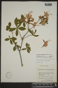 Rhododendron calendulaceum image