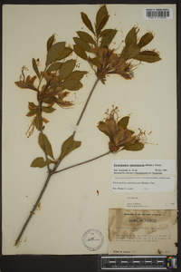 Rhododendron calendulaceum image