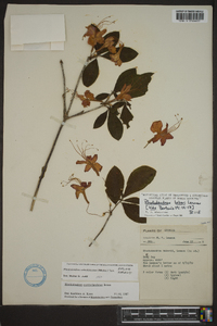 Rhododendron calendulaceum image