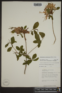 Rhododendron calendulaceum image