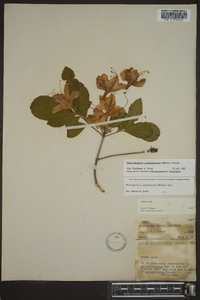 Rhododendron calendulaceum image