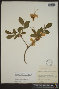 Rhododendron calendulaceum image