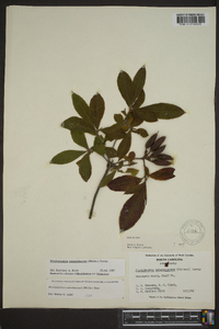 Rhododendron calendulaceum image